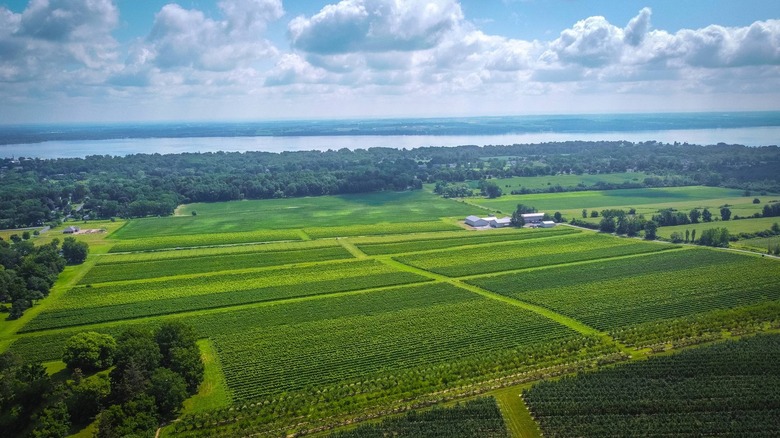 An aerial view of Ravines Wine Cellars vineyards along Seneca Lake