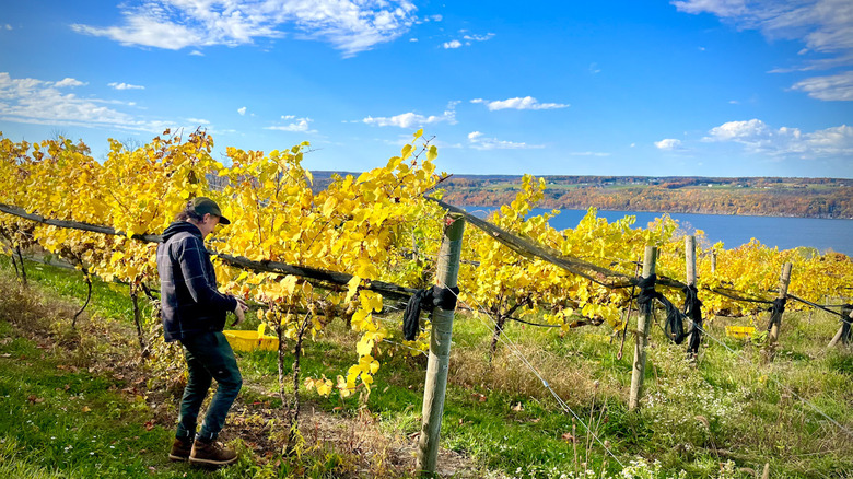 A worker inspecting vines at Red Newt Cellars vineyard next to a lake