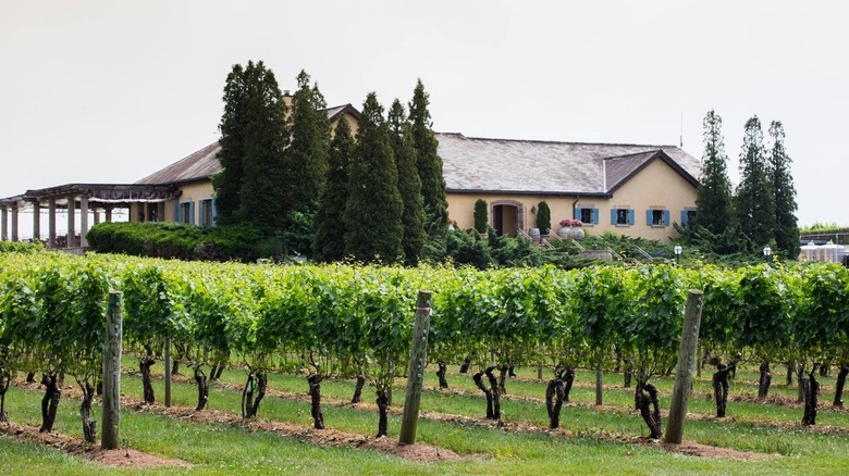 Vines at Wolffer Estate in front of a large villa building