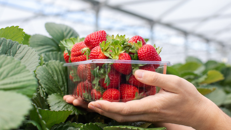 Person holding punnet of fresh strawberries in greenhouse