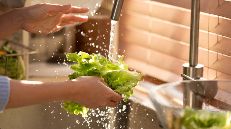 Washing head of fresh lettuce