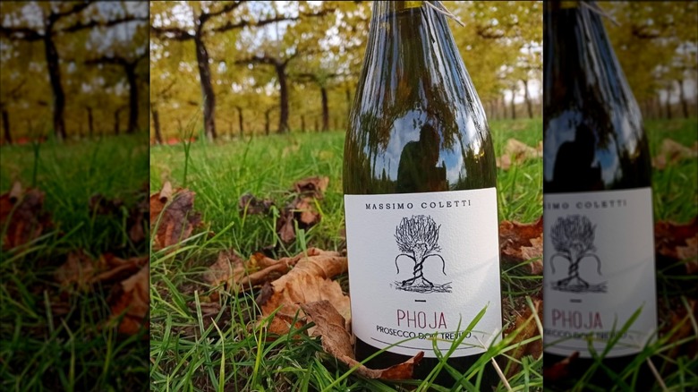 Bottle of Massimo Coletti in a field