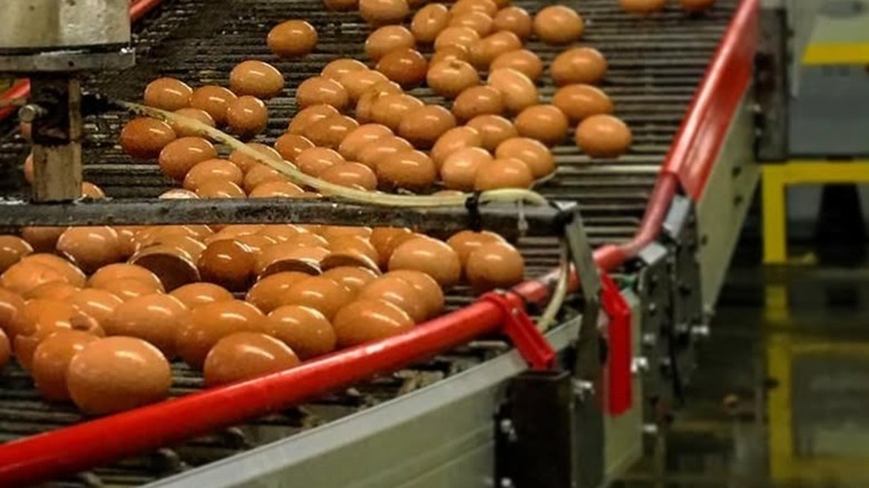 Washed eggs on a conveyor belt at Rose Acre Farms