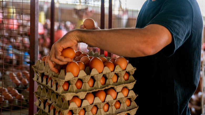 Employee touching eggs in cartons at an egg production facility