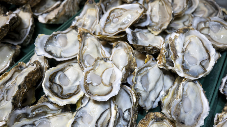 pile of fresh shucked oysters