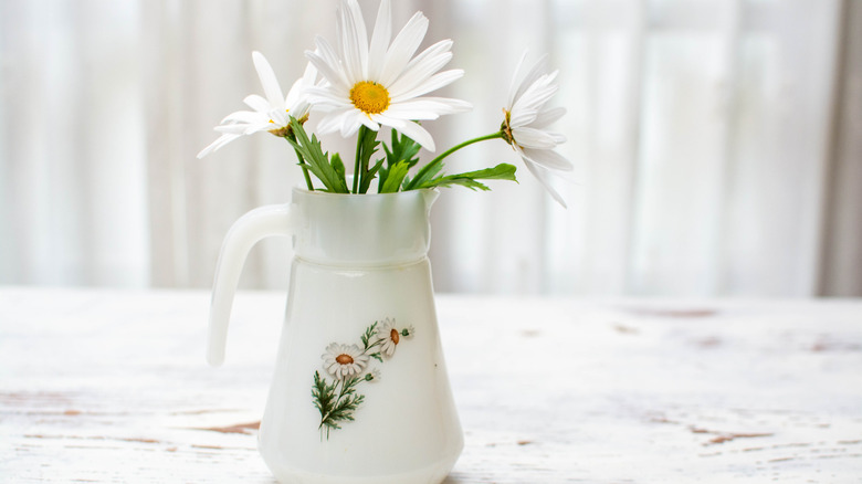 White daisies arranged in a white pitcher