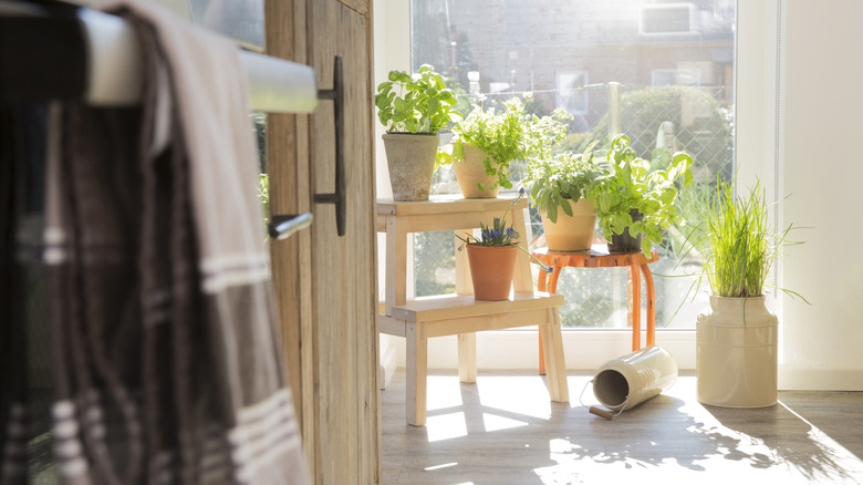 Plants placed on several wooden stools in a sunny kitchen