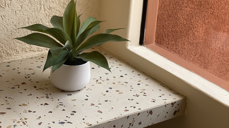 Green potted plant placed on terrazzo countertop