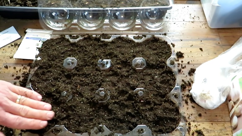 Hand pressing soil into empty 12-pack apple clamshell from Costco