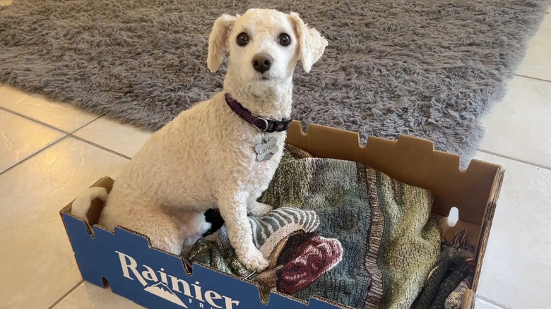 Dog sitting in pet bed made from cardboard fruit box