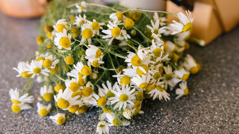 Freshly cut camomile flowers