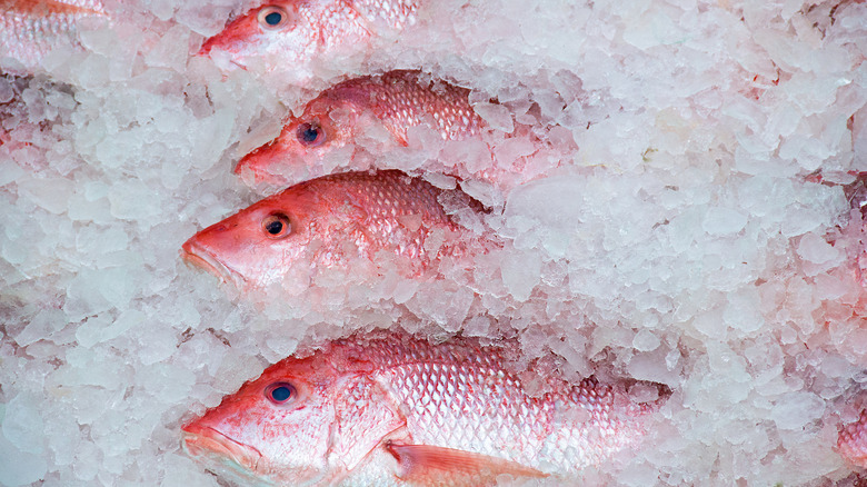 Red snapper on ice
