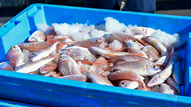 Blue bin of fresh caught fish sitting on ice.