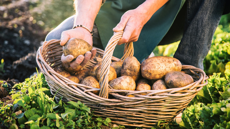 Holding harvested potatoes in basket