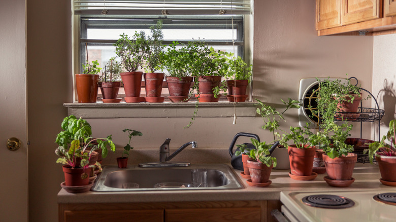 a small, old-looking kitchen overwhelmed by herbs in terra cotta pots taking up the available work space