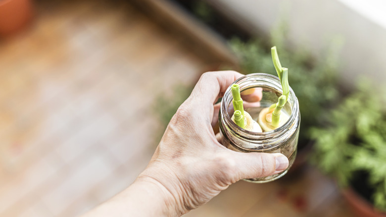 woman's hand holding a glass jar containing leeks re-growing from their cut ends