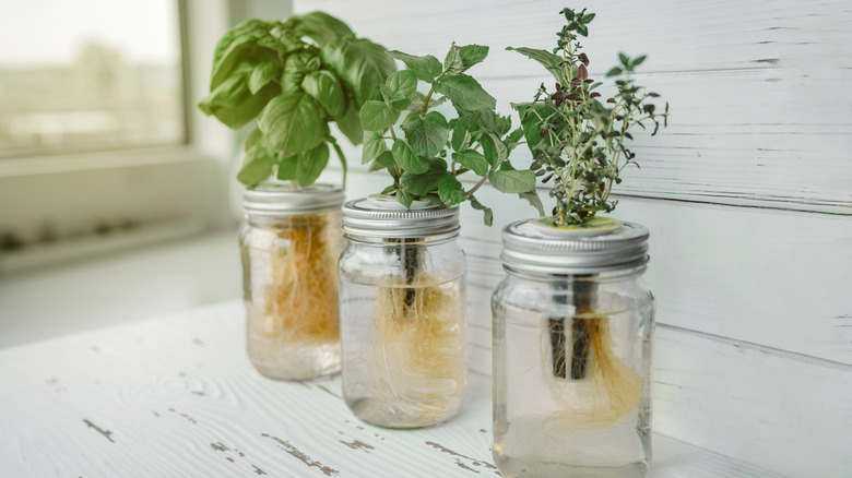 DIY hydroponic herbs in Mason jars