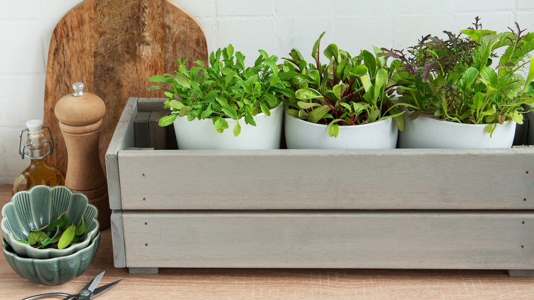 a small, stylish countertop garden consisting of herbs in white pots resting in a slightly rustic, grey-painted planter with a decorative cutting board standing behind it, and scissors and small bowls for harvesting the herbs