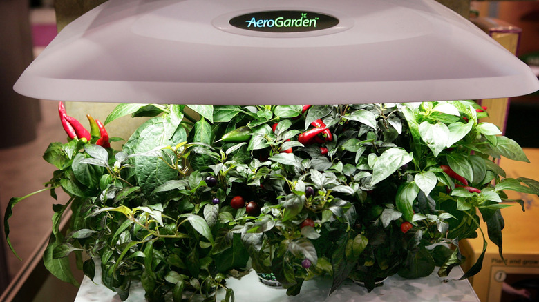 a sleek countertop Aerogarden unit, with chile peppers and other plants tightly packed into its compact space
