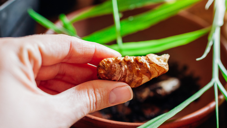 hand holding a piece of fresh ginger that's ready for planting, with ginger foliage and a terra cotta pot slightly out of focus to the rear