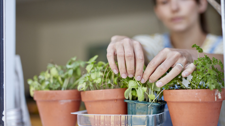 woman tending to four herb blants in small pots on her windowsill