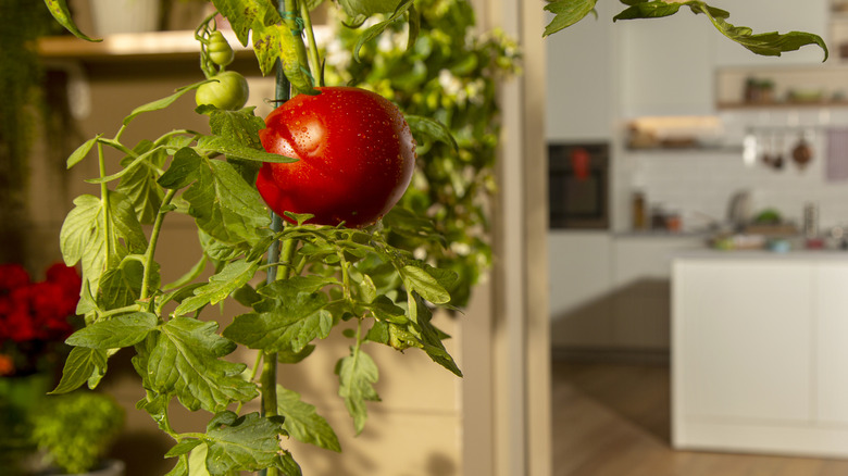 a beautiful, ripe tomato on a potted plant growing in an alcove just outside a modern-looking white kitchen