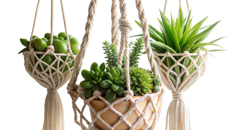 Three plants hanging in woven macramé hangers against white background