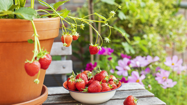Strawberry plant in container with overhanging strawberries and full bowl underneath