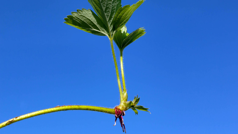 Strawberry runner showing root nubs and tender leaves