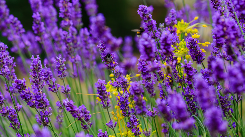 Several bees on lavender plant