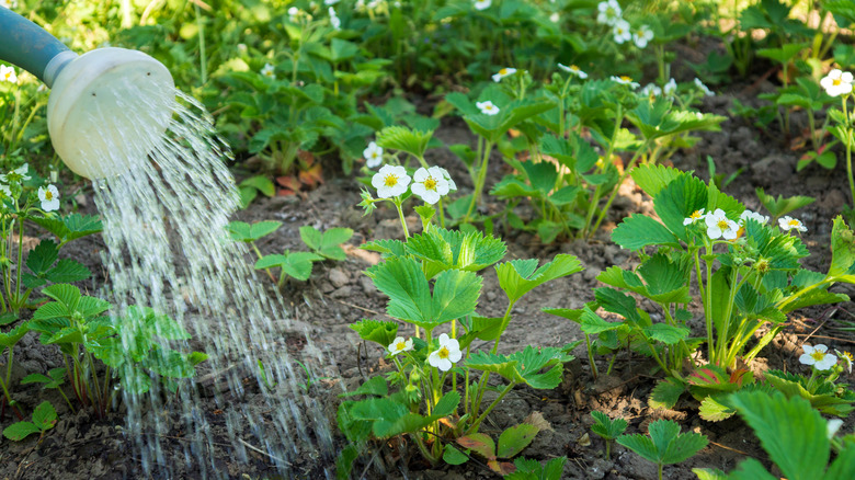 Several young strawberry plants in flower being watered