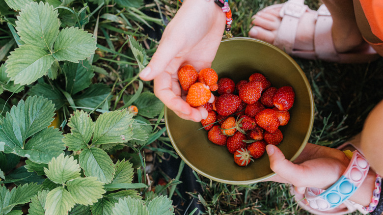 Person harvesting strawberries from plant into bowl