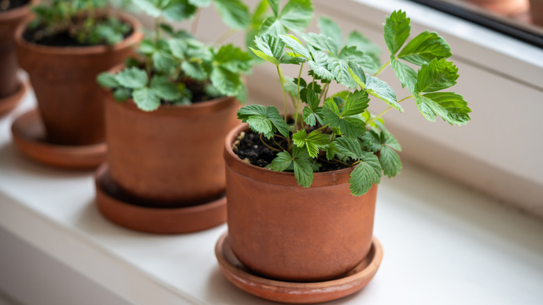 Young strawberry plants on windowsill