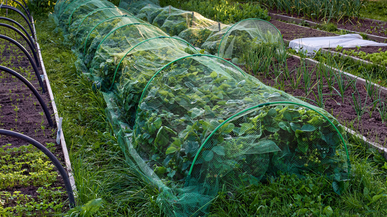 Large row of strawberry plants covered by netting
