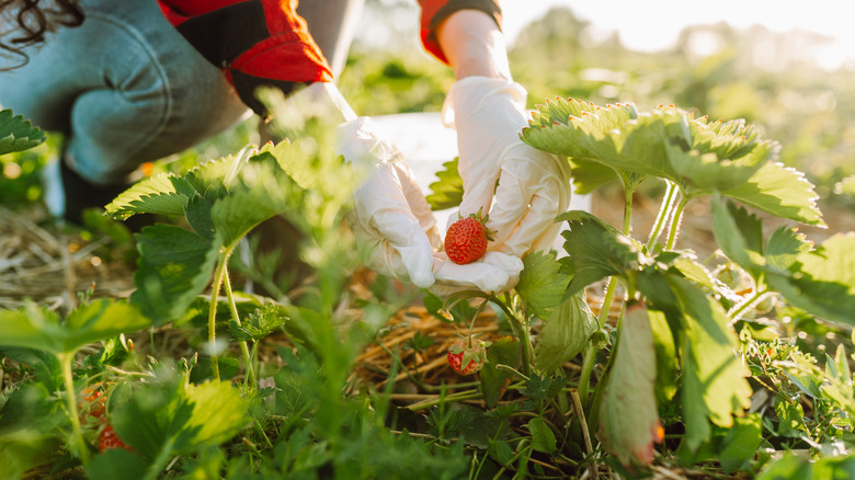 Person picking strawberry from plant in sunny field