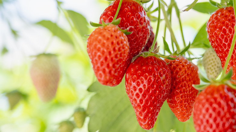 Strawberries hanging from stems