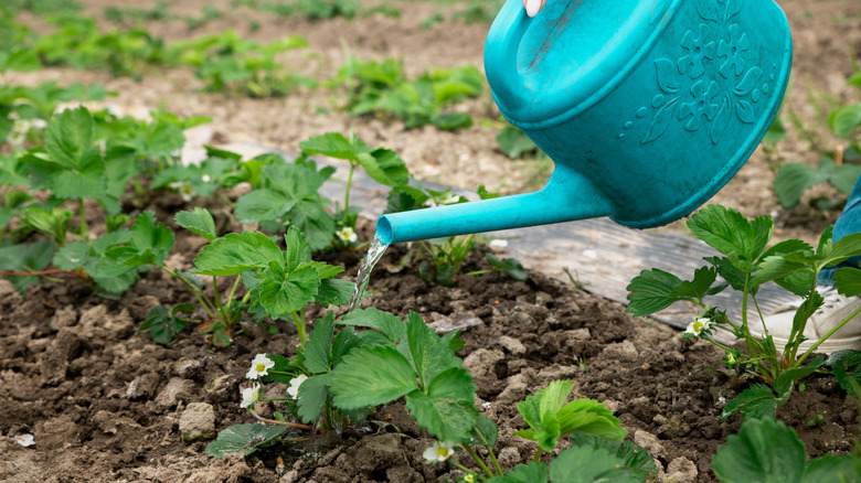 Row of strawberry plants being watered