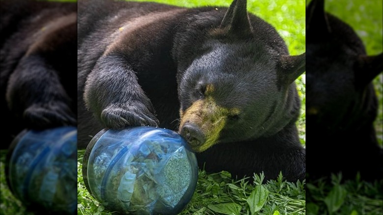 A black bear struggles to get into a BearVault brand bear-resistant container