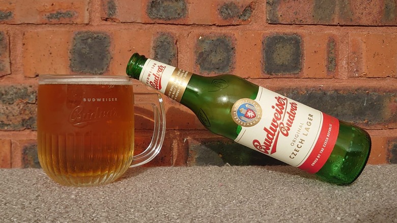A bottle of Budweiser Budvar, known as Czechvar in America, resting on a full branded glass