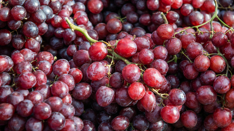 Many bunches of red grapes