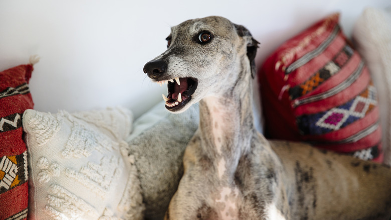 Growling dog against a backdrop of couch cushions.