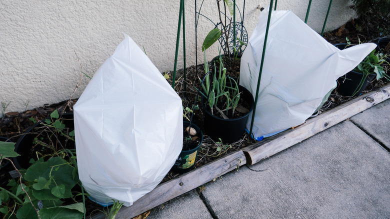 Garden plants covered with white plastic bags to protect them from frost