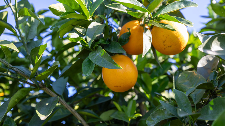 valencia oranges growing in a grove