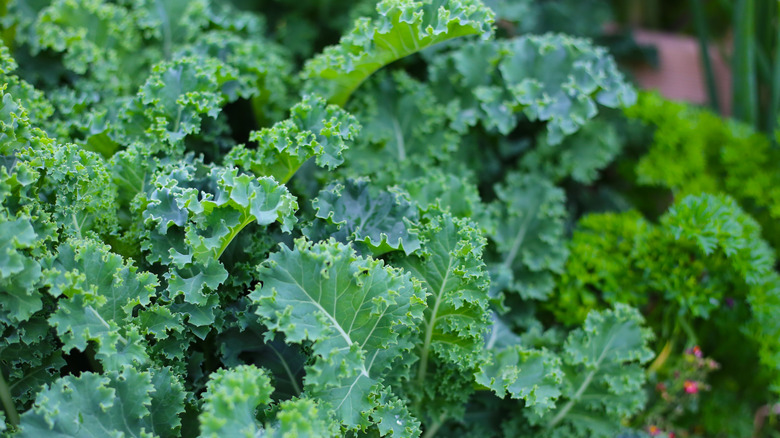 Close up of green kale leaves