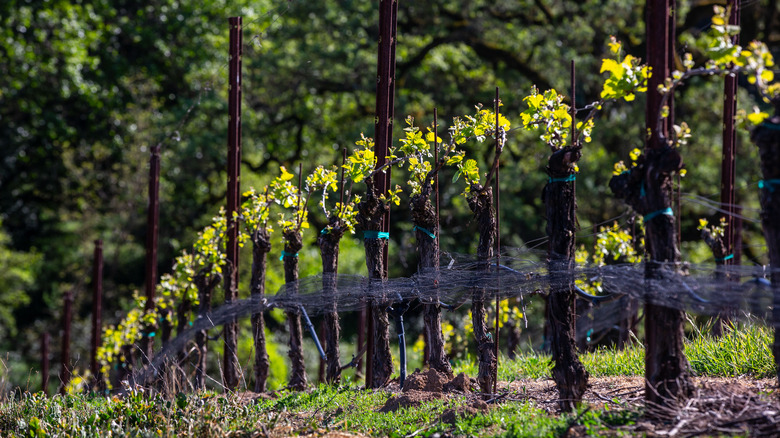 Vineyard row in California