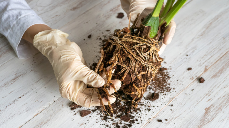 A gloved hand inspecting rotten roots of a plant