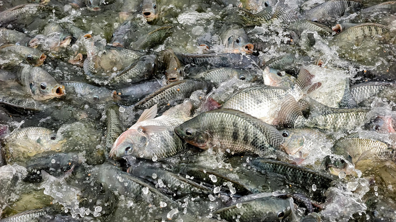 A dense population of tilapia feeding at an aquaculture operation