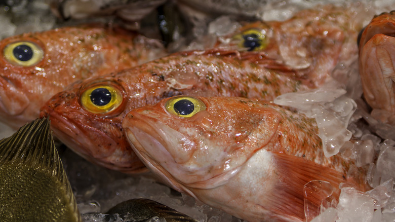 Orange roughy for sale on ice in an Australian fishmonger's display