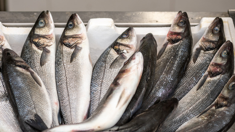 Fresh European sea bass or branzino shown in a tub at the fishmonger waiting to go on display