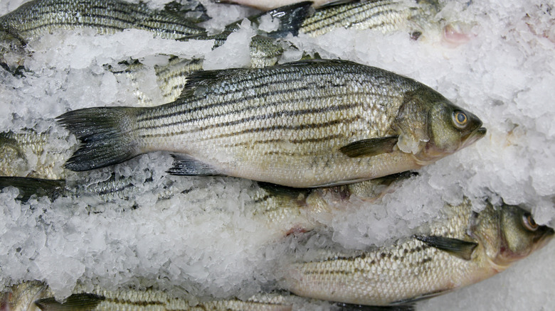 Whole striped bass, shown on ice at a fishmonger